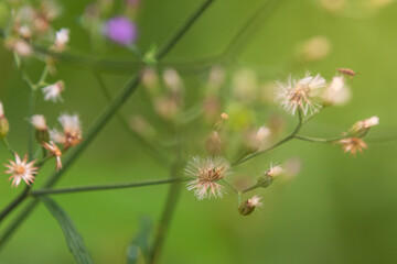 Closeup Little Ironweed (Cyanthillium cinereum) flower blooming in the garden. Abstract blurred background. Selective focus.