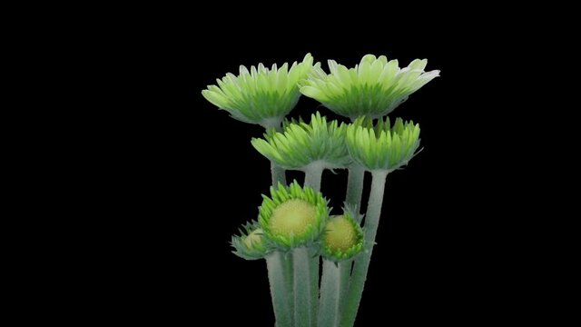 Time-lapse of growing and opening white gerbera flower 1x3 in RGB + ALPHA matte format isolated on black background
