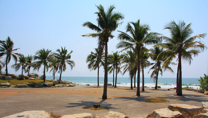Obraz na płótnie Canvas Palm and coconut trees on the beach at Rayong Thailand