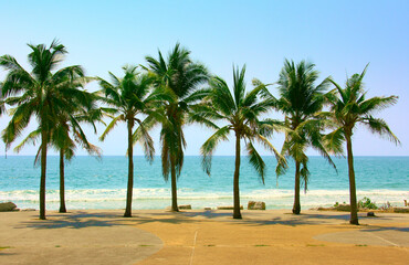 Palm and coconut trees on the beach at Rayong Thailand