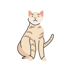 cute domestic cat on white background