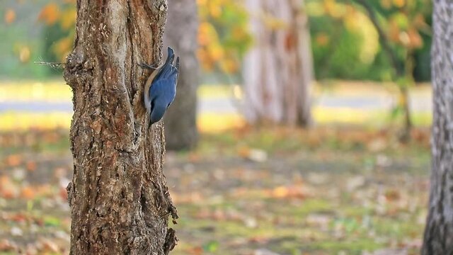 A blue sparrow pecking bugs on the tree trunk and then flying away, autumn park background