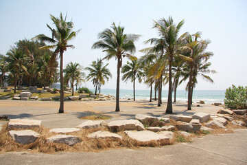 Palm and coconut trees on the beach at Rayong Thailand