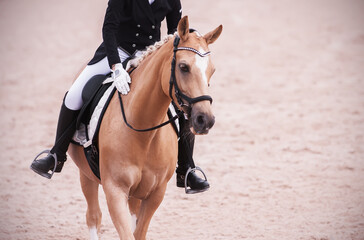 An elegant light beautiful horse in sports equipment with a rider in the saddle gracefully strides...