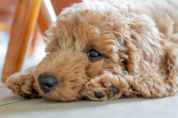 Shallow focus on the eyes of a beautiful pedigree miniature poodle puppy. Seen sulking under a...