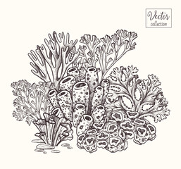 Corals and seaweed. Vector Hand Drawn. Sketch Botanical Illustration. Underwater flora, sea plants. Line art clipart © Katy's Dreams