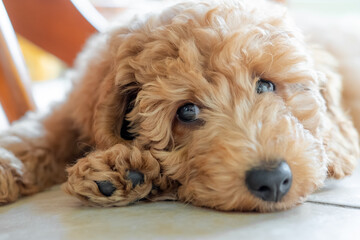 Shallow focus on the eyes of a beautiful pedigree miniature poodle puppy. Seen sulking under a...