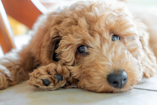 Shallow focus on the eyes of a beautiful pedigree miniature poodle puppy. Seen sulking under a kitchen table on the cool floor tiles.