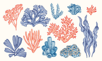 Corals and seaweed. Vector Hand Drawn. Sketch Botanical Illustration. Underwater flora, sea plants. Line art clipart. Vintage pink and blue marine plants © Katy's Dreams