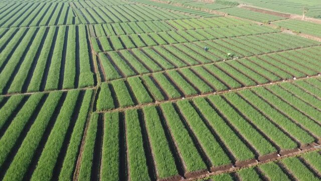 aerial footage of onion fields in Bantul Yogyakarta. looks very beautiful