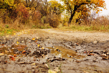 mud and puddle on the background of autumn forest and yellow leaves.