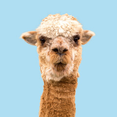Funny alpaca on blue background © Marta