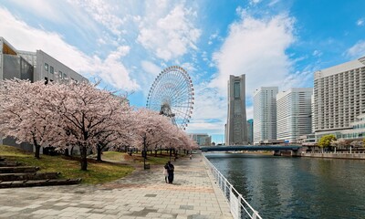 Spring scenery of Yokohama Minatomirai Bay area, with view of high rise skyscrapers in background, a giant Ferris wheel in the amusement park & beautiful sakura blossom trees along a seaside promenade © AaronPlayStation