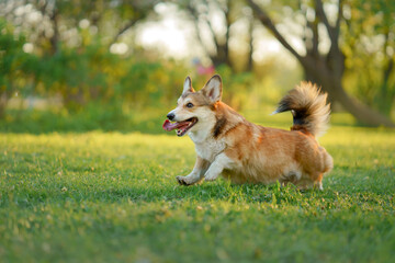 dog in the park runs, plays. Welsh corgi pembroke in nature, on the grass. Active pet outdoors