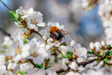 Bumblebee sits on a branch of a flowering tree. White cherry flowers. Green leaves of a tree. Bumblebee near. Bumblebee collects nectar. Wild bumblebee. White spring flowers. Flowers on a tree. .