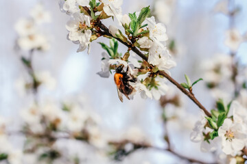 Bumblebee sits on a branch of a blossoming tree against the sky. White cherry flowers. Green leaves of a tree. Bumblebee close-up. Bumblebee collects nectar. Wild bumblebee. Flowers on a tree.
