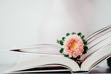 Pink autumn aster flower on an open books, light background