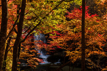 Beautiful colorful orange and red autumn forest with stream and fall.