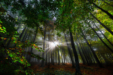 Naklejka premium Morning in the forest. Rays and reflections of sunlight. Yedigöller, Bolu, Istanbul. Turkey.