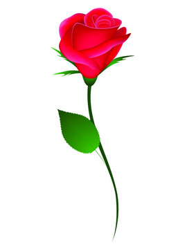 Red rose on white background element for design.