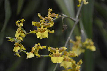 yellow orchid