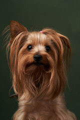 Yorkshire Terrier portrait, close-up. Cute Yorkshire Terrier puppy posing