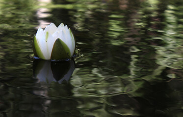 white water lily