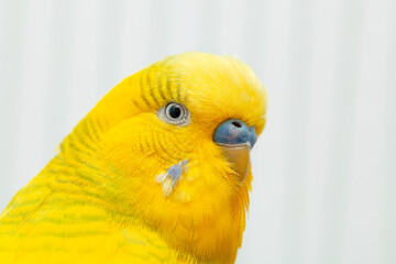 Macro photo of beautiful curious yellow budgerigar posing and looking at camera in the cage.