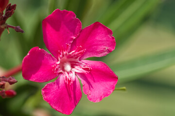 Nerium oleander flowers on tree.