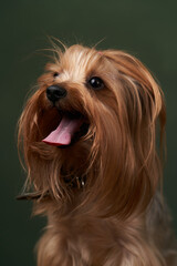 Yorkshire Terrier portrait, close-up. Cute Yorkshire Terrier puppy posing