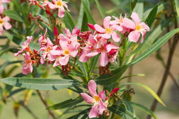 Fototapeta na wymiar Nerium oleander flowers on tree.