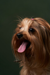 Naklejka na ściany i meble Yorkshire Terrier portrait, close-up. Cute Yorkshire Terrier puppy posing