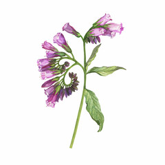 Closeup of a branch of the blue comfrey flowers (known as Symphytum caucasicum, beinwell, Caucasian comfrey). Watercolor hand drawn painting illustration isolated on white background.
