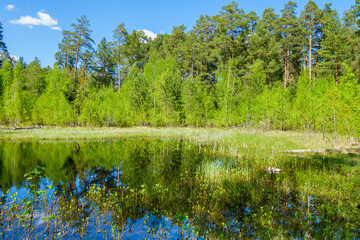 Obraz premium Forest lake, hidden behind wall of forest trees. Forest is reflecting in mirror of water among water plants. Corner of nature untouched by human