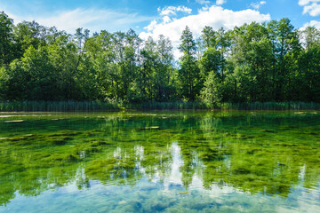 Forest reflecting in waters of lake. Water is clear, so it's possible to see its bottom