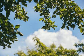 Branches of a pear and apple tree against a blue sky with a fluffy white cloud in the middle