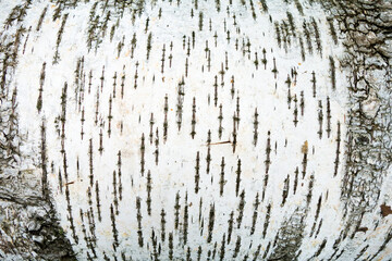 Close up view onto white birch bark with many typical lines & crosses and other macro detail of its surface