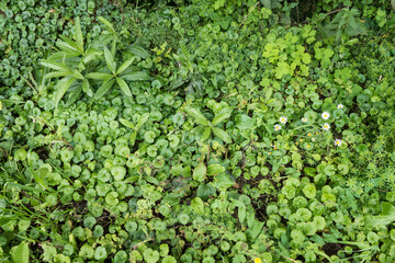 Top view onto small plants, grass and flowers growing in the forest and covering its surface with natural green color
