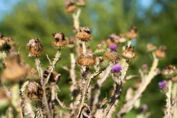 Onopordum acanthium, cotton thistle flowers closeup selective focus