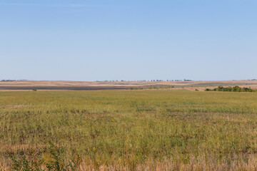 desert steppe dry grass