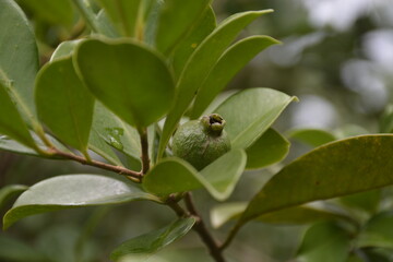 fruits