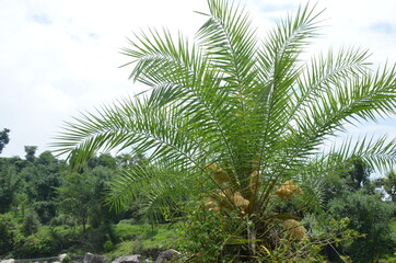 Fototapeta na wymiar the yellow green dates palm tree in the garden.