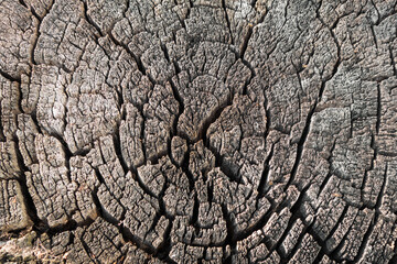 Close up view onto texture of birch's stump. All the surface covered with cracks & defections with age & weather, though it's not rotten at all