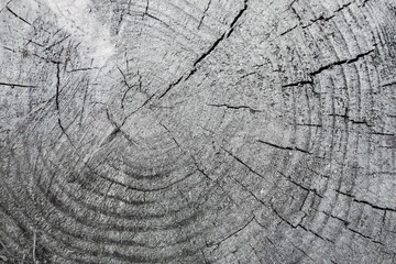 Fototapeta premium Close up view onto remains of stump of pine tree, its surface, growth rings, heartwood, & cracks that crossing stump in different directions