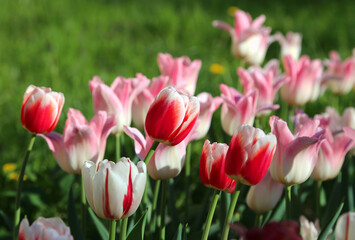 Beautiful delicate tulips lit by the sun