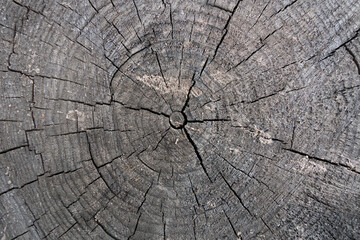 Close up view onto stump of pine tree, its surface with heartwood, growth rings, wood texture. Cracks are crossing surface of stump from center to edges.  Heartwood located in the center of photo