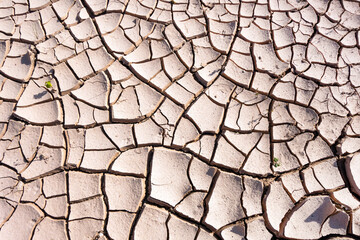 Close up view onto cracks in ground relief & its structure, formed during long drought conditions.  In spite of this, there are small green sprouts of plants