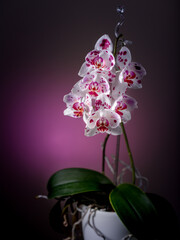 Beautiful rare peloric orchid flowers of white pink phalaenopsis in pot on blurred lilac backrgound