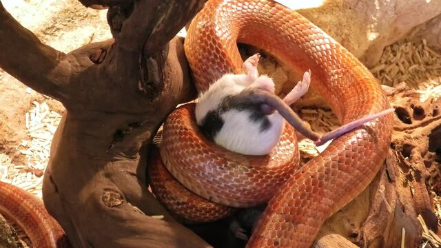 Corn snake eating a grey rat. Constricting close up. A orange snake feeding in a terrarium with a rat. Pantherophis guttatus is a North American species of snake that subdues its prey by constriction.