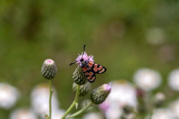 The butterfly (Zygaena sogdiana) close-up